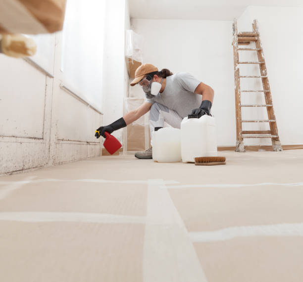 Trusted Mauldin, SC Mold Removal Experts
